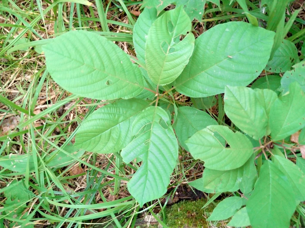 Rhamnus frangula