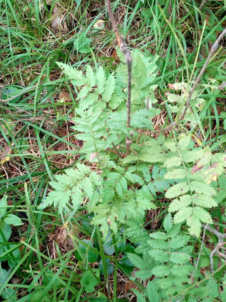 Sorbus Aucuparia