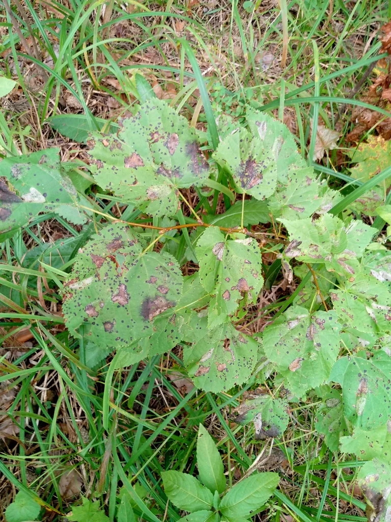 Tilia Cordata