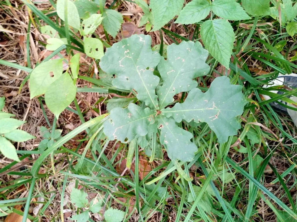 Quercus Robur