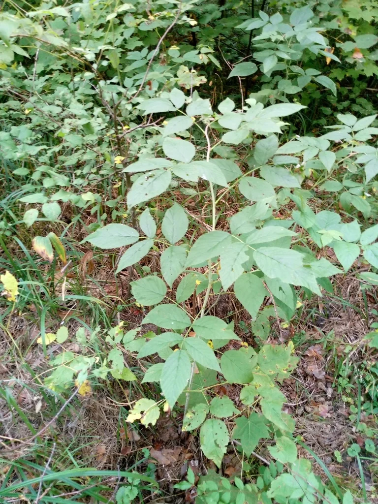 Rubus Idaeus