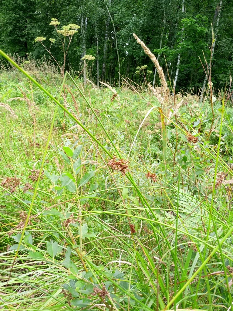 Juncus effusus