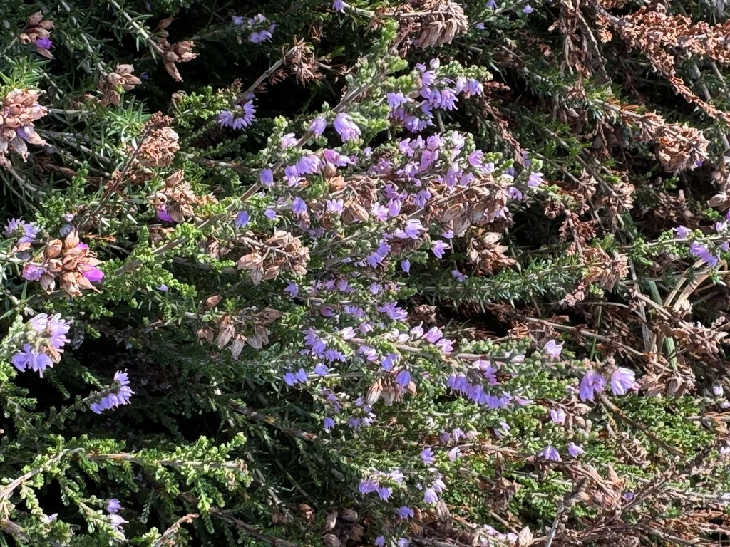 Calluna Vulgaris