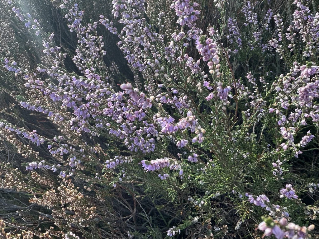 Calluna Vulgaris