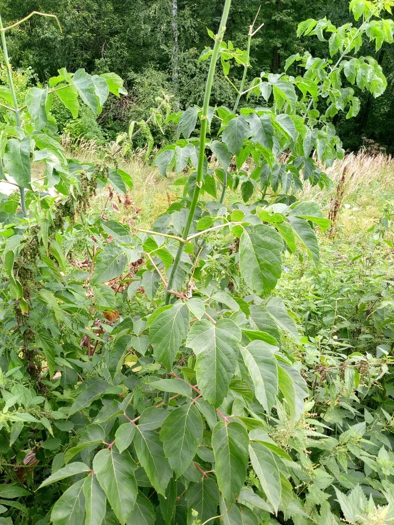 Acer Negundo