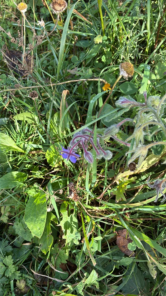 Borago Officinalis