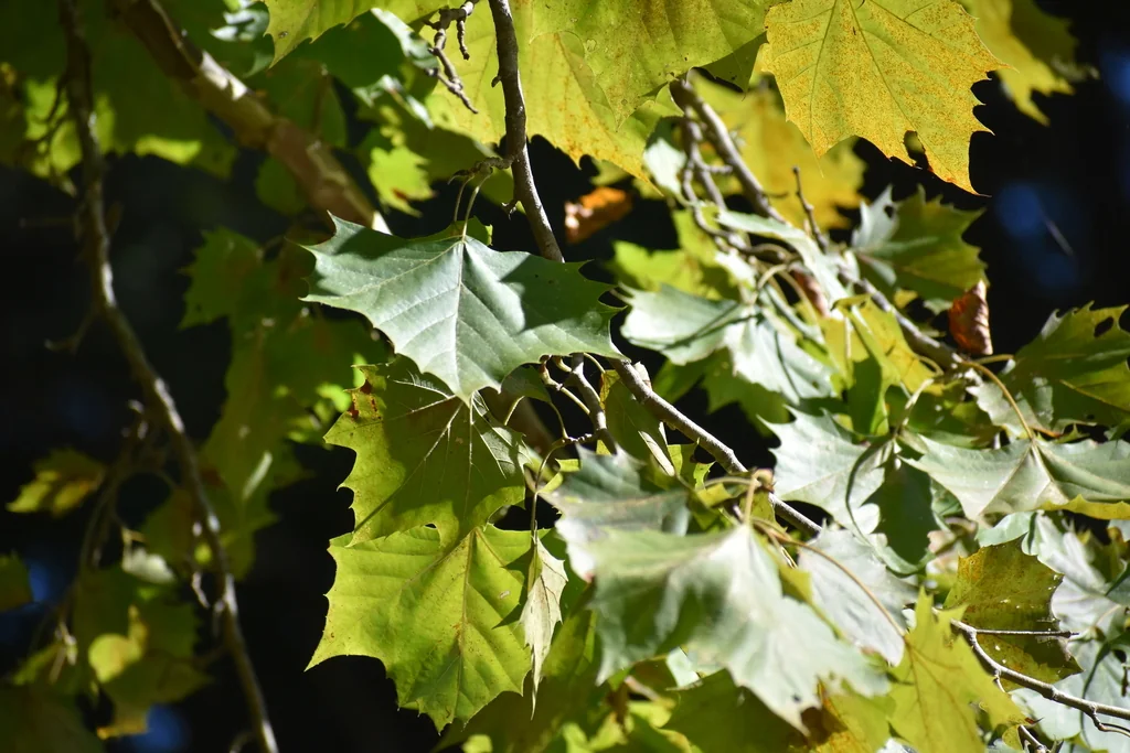 Platanus Occidentalis