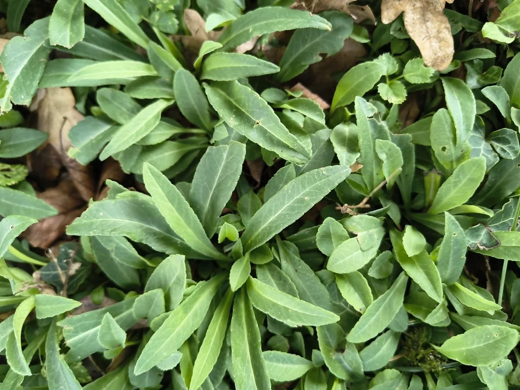 Campanula Persicifolia