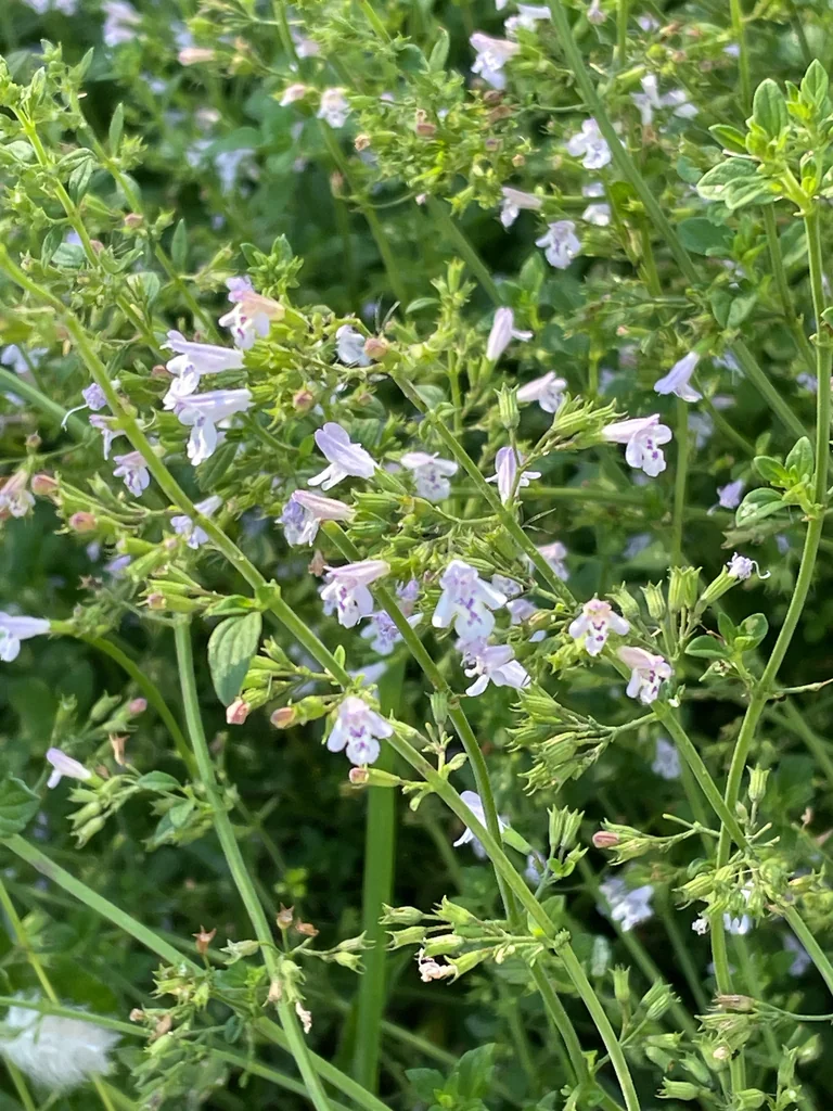 Calamintha Nepeta