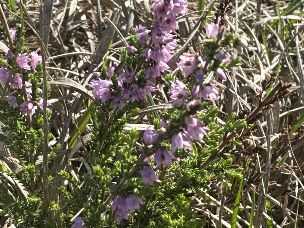 Calluna Vulgaris