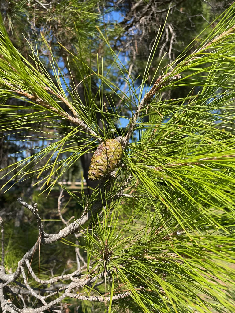 Pinus Halepensis