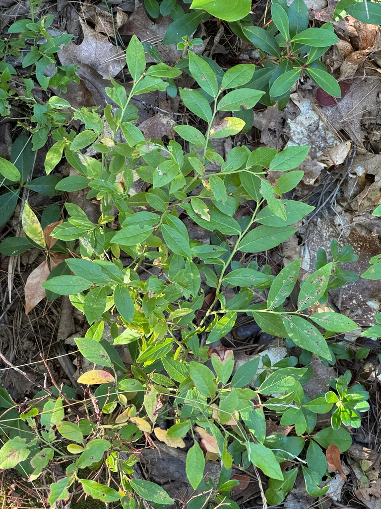 Vaccinium Angustifolium