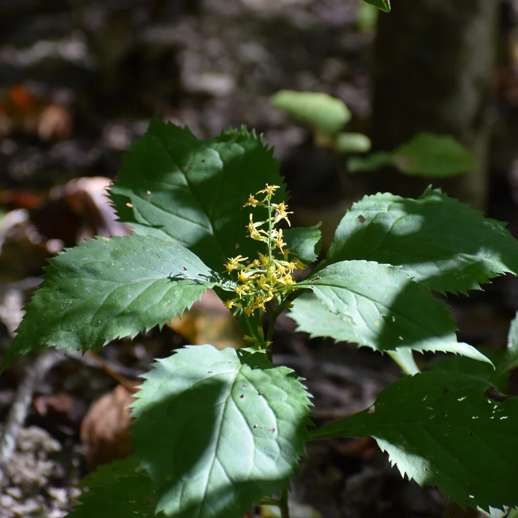 Solidago Flexicaulis
