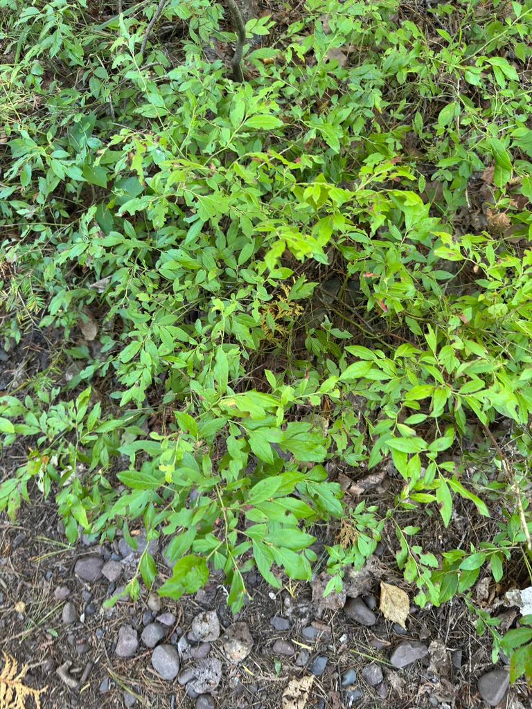 Vaccinium Angustifolium