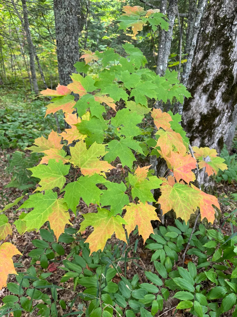 Acer Saccharum
