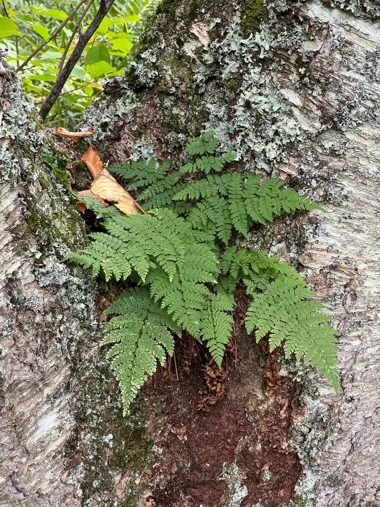 Dryopteris Intermedia