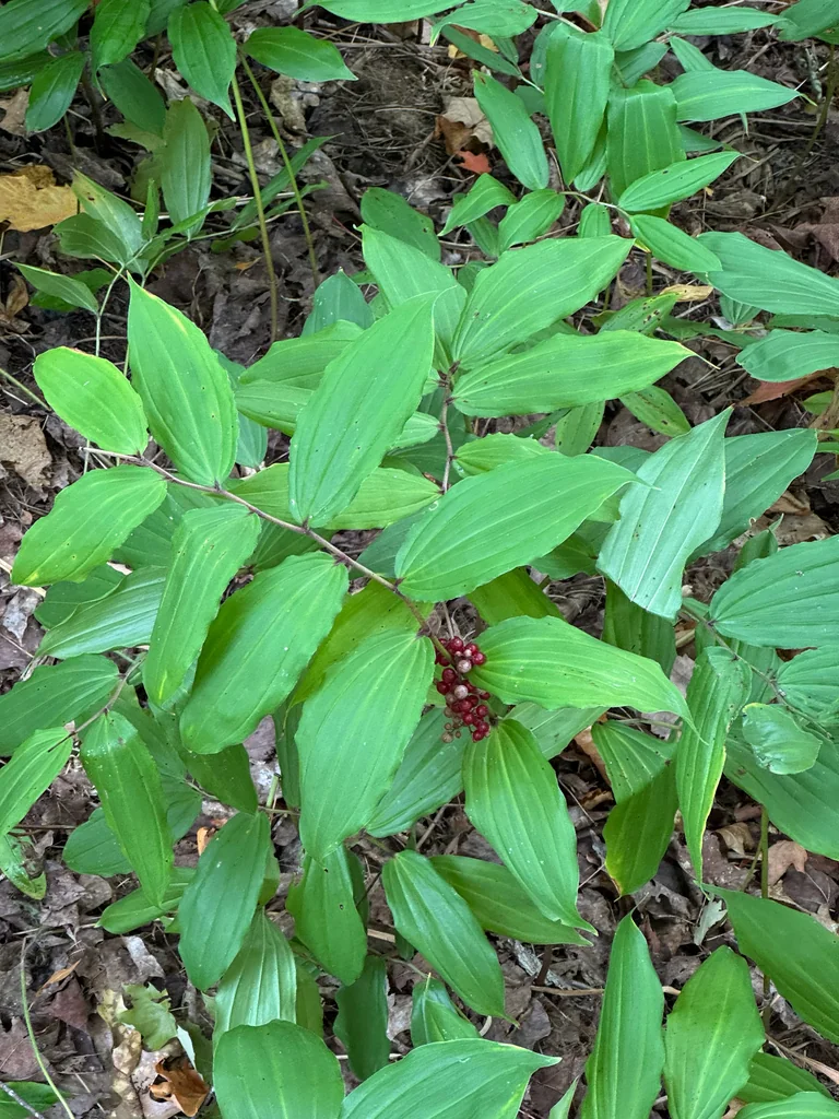 Smilacina Racemosa