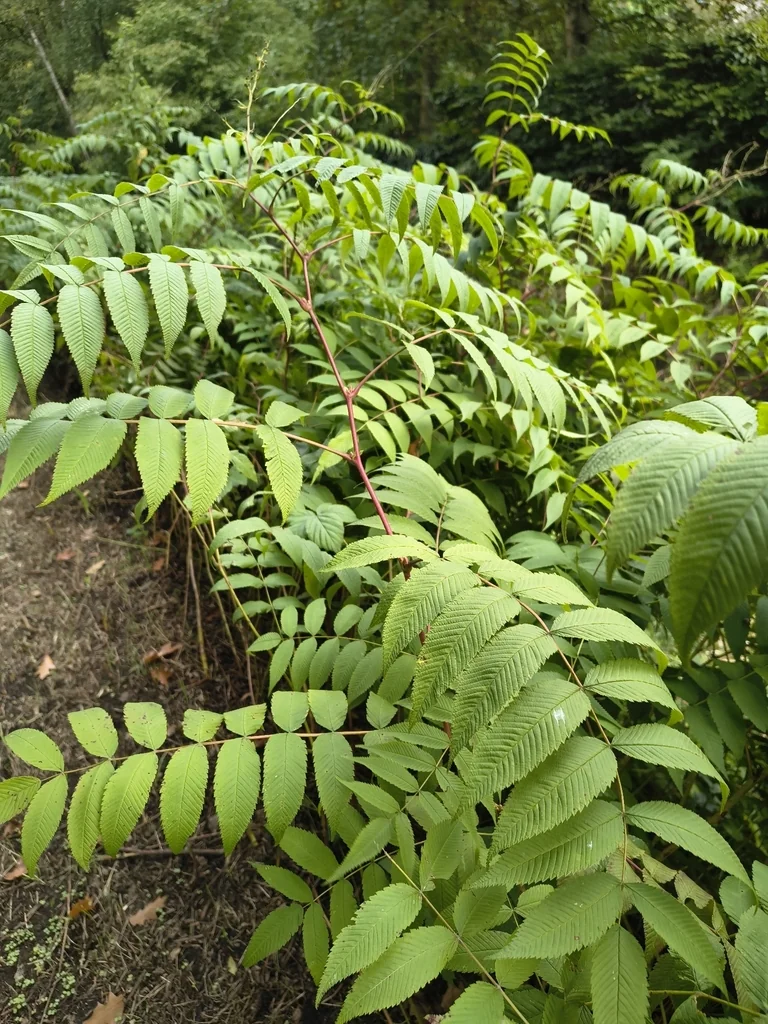 Sorbaria Sorbifolia