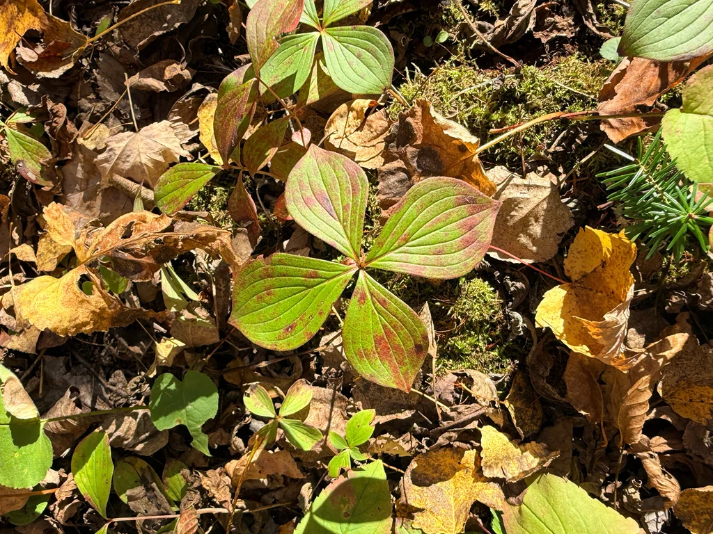 Cornus Canadensis