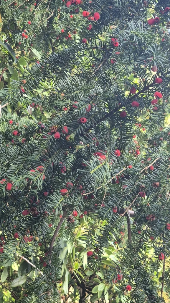 Taxus Baccata