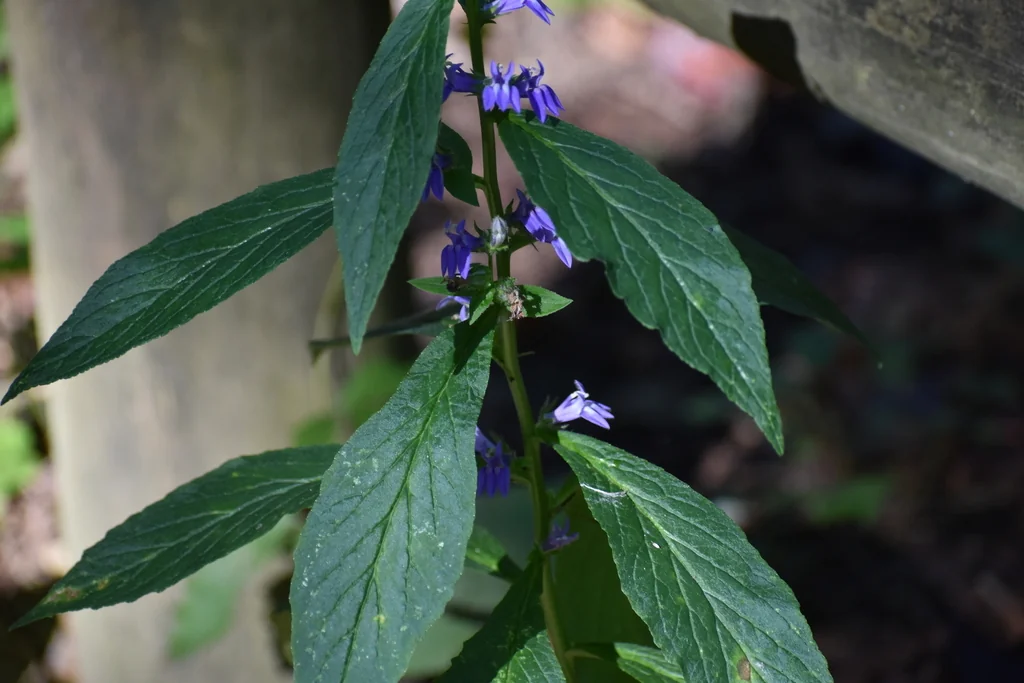 Lobelia Siphilitica