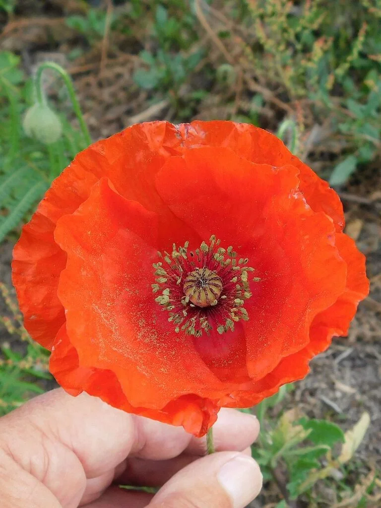 Papaver Rhoeas