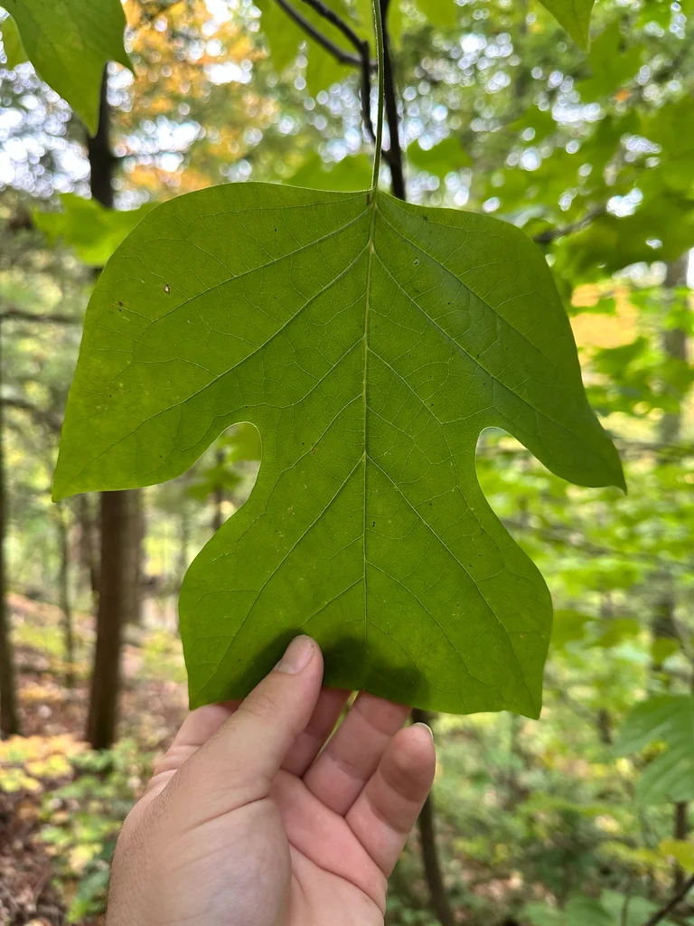 Liriodendron Tulipifera