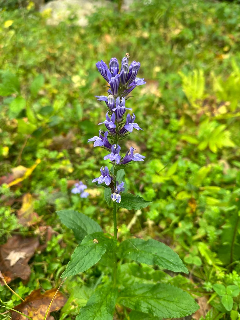 Lobelia Siphilitica