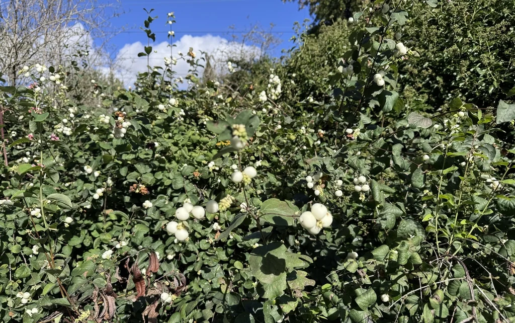 Symphoricarpos Albus