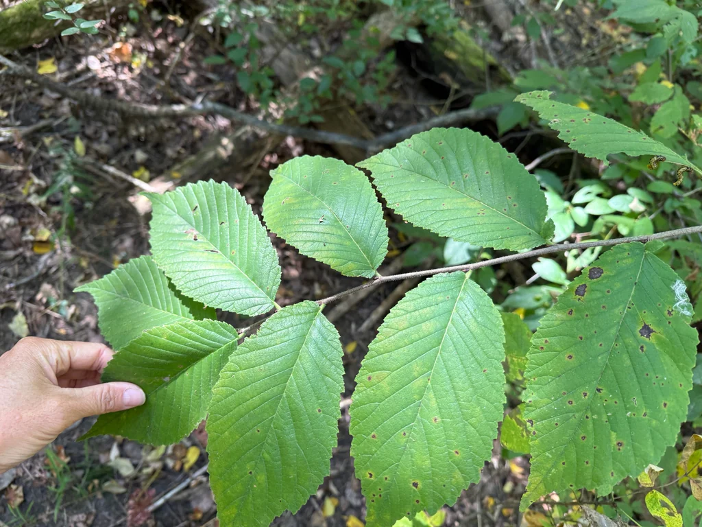 Ulmus Rubra
