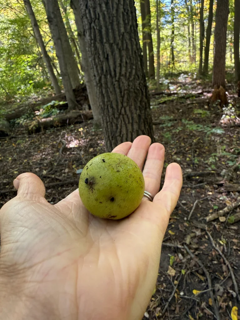 Juglans Nigra