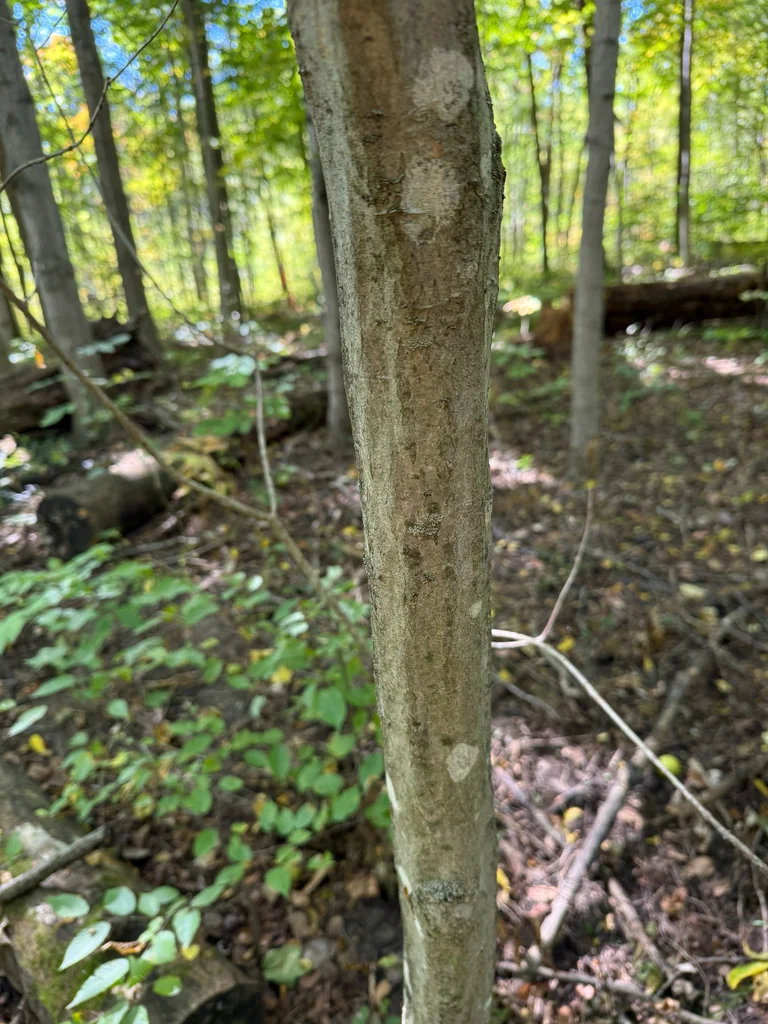 Carpinus Caroliniana