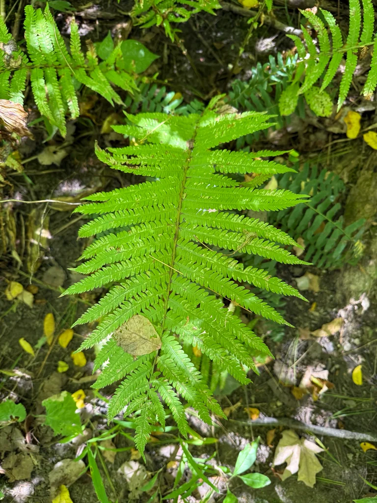 Matteuccia Struthiopteris