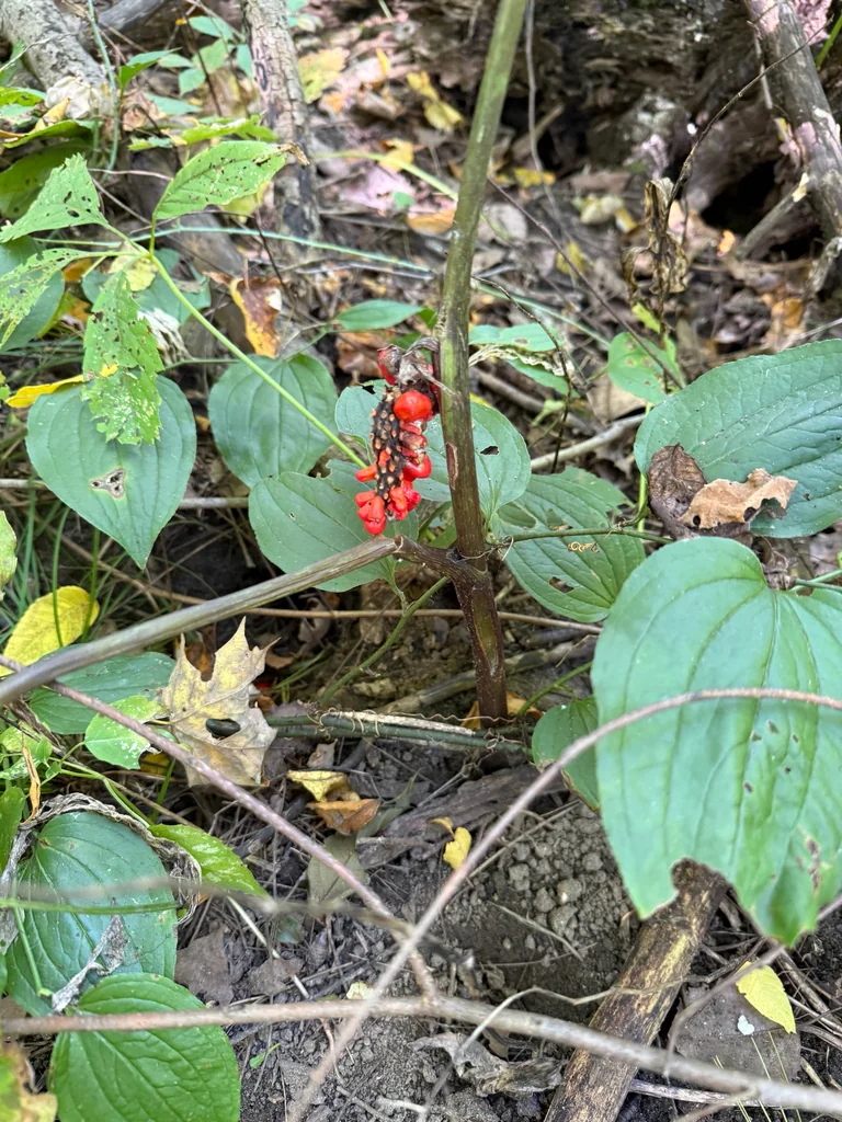 Arisaema Triphyllum