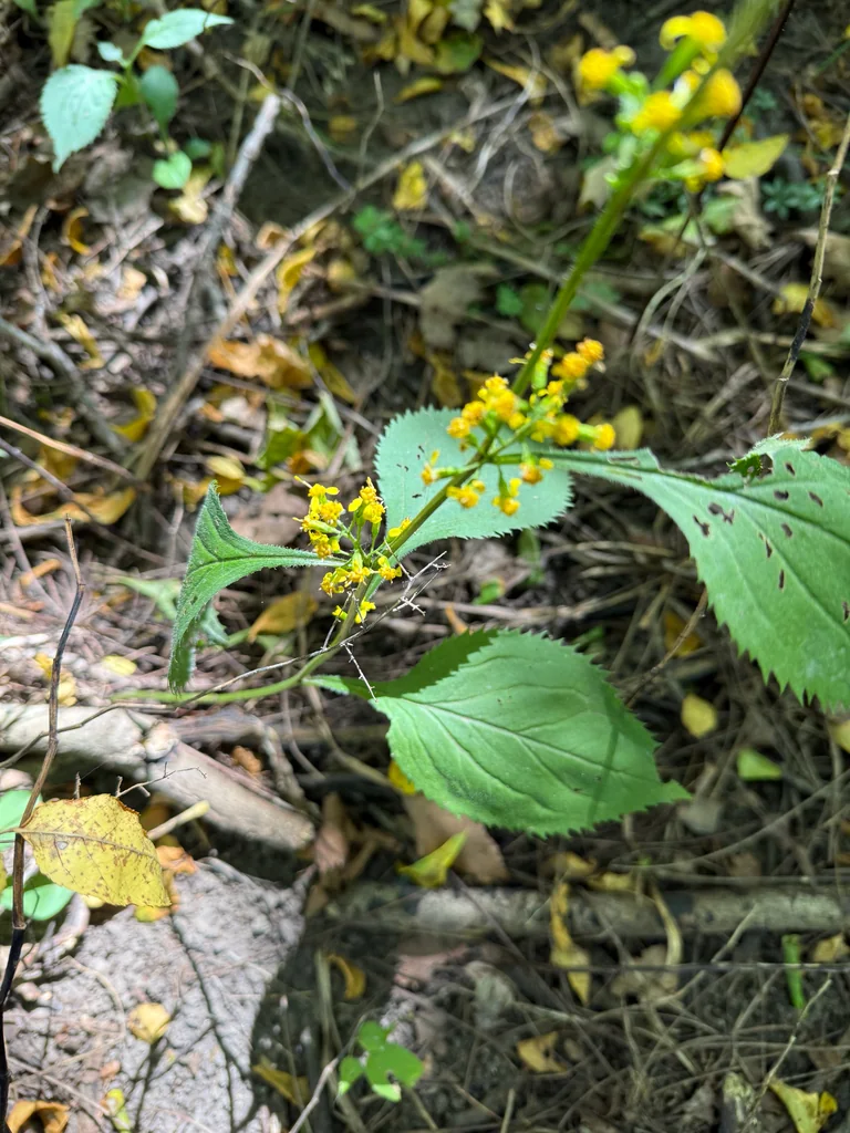 Solidago Flexicaulis