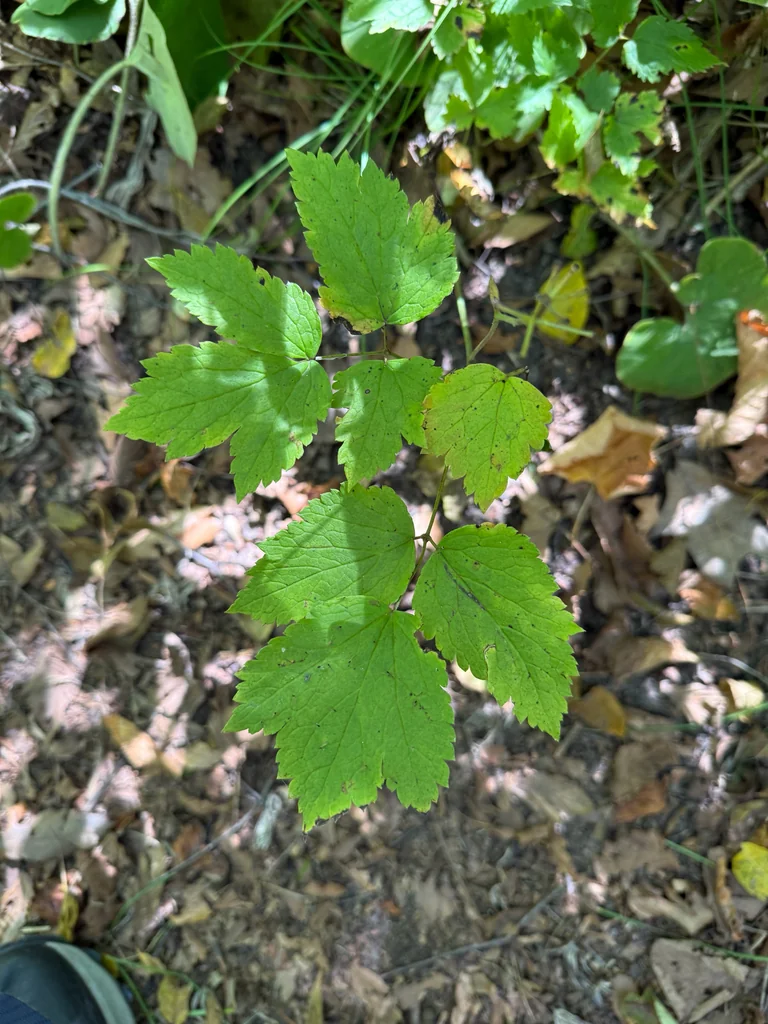 Actaea Rubra