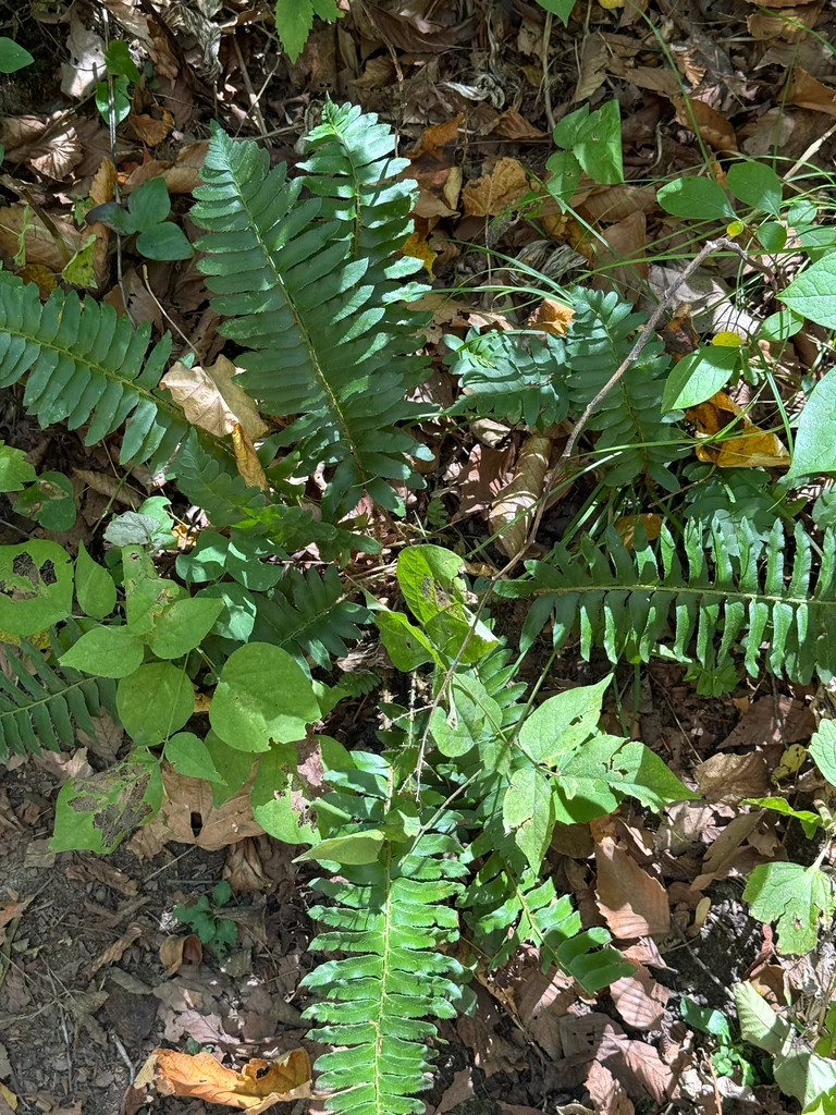 Polystichum Acrostichoides