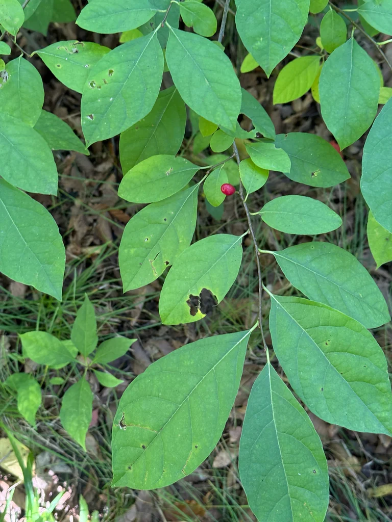 Lindera Benzoin