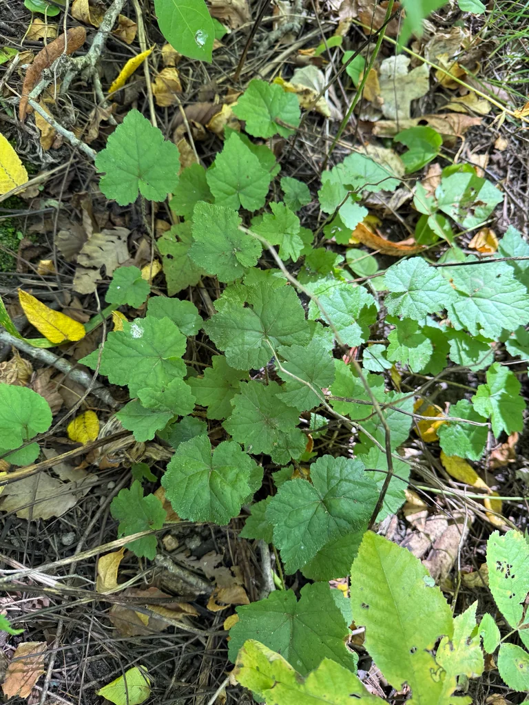 Tiarella Cordifolia