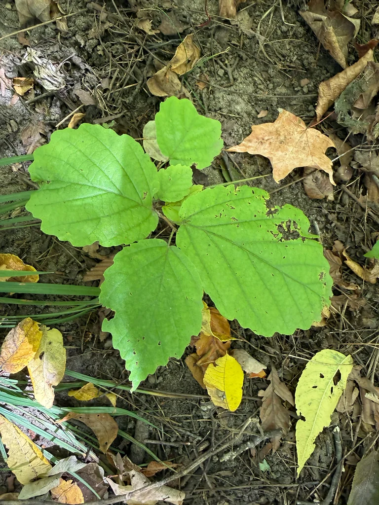 Hamamelis Virginiana