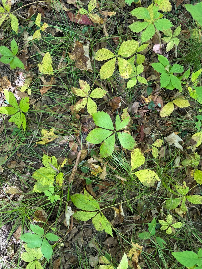 Parthenocissus Quinquefolia