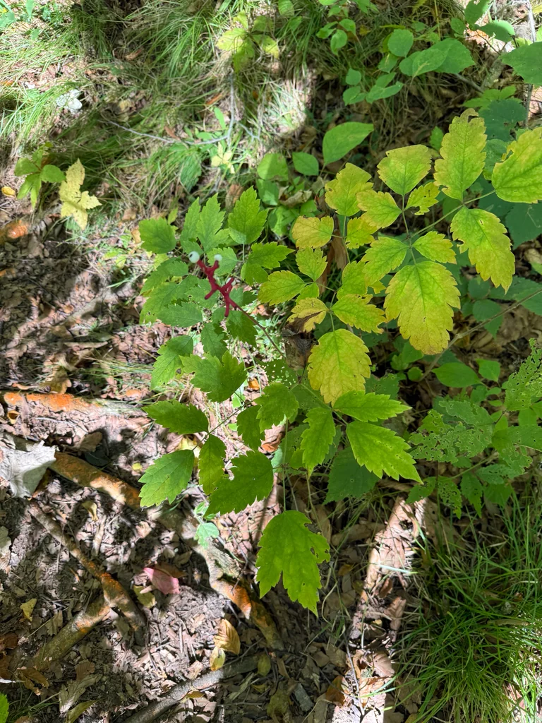 Actaea Pachypoda