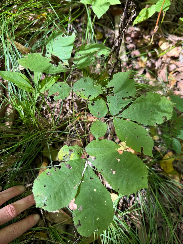 Carya Cordiformis