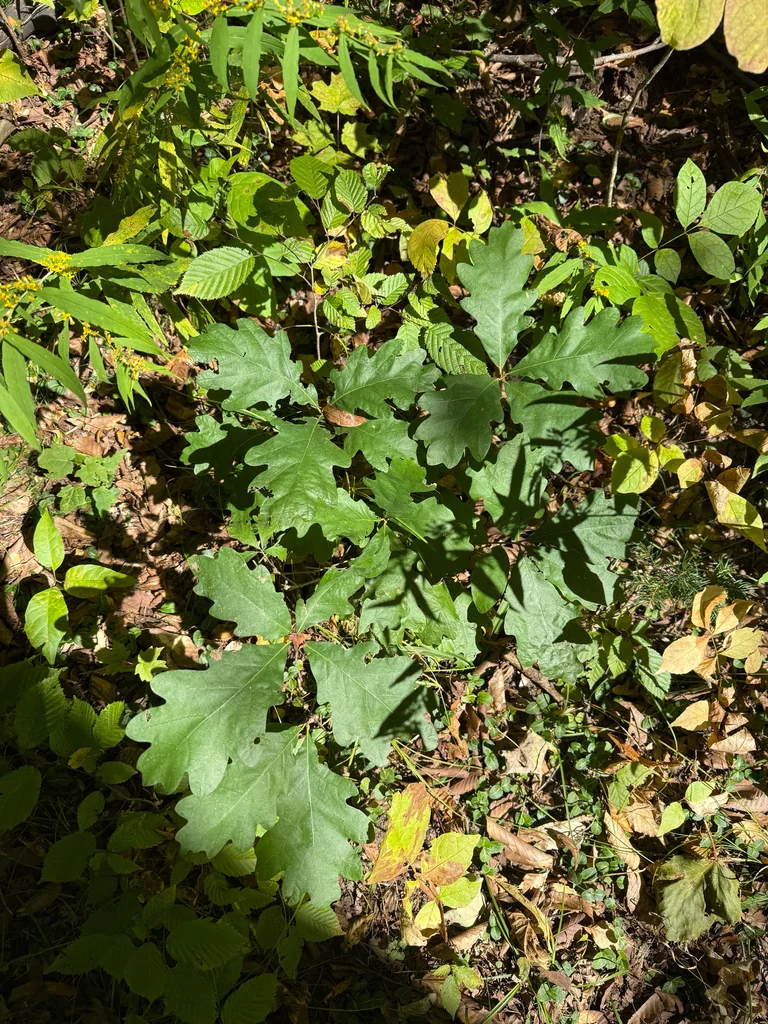 Quercus Alba