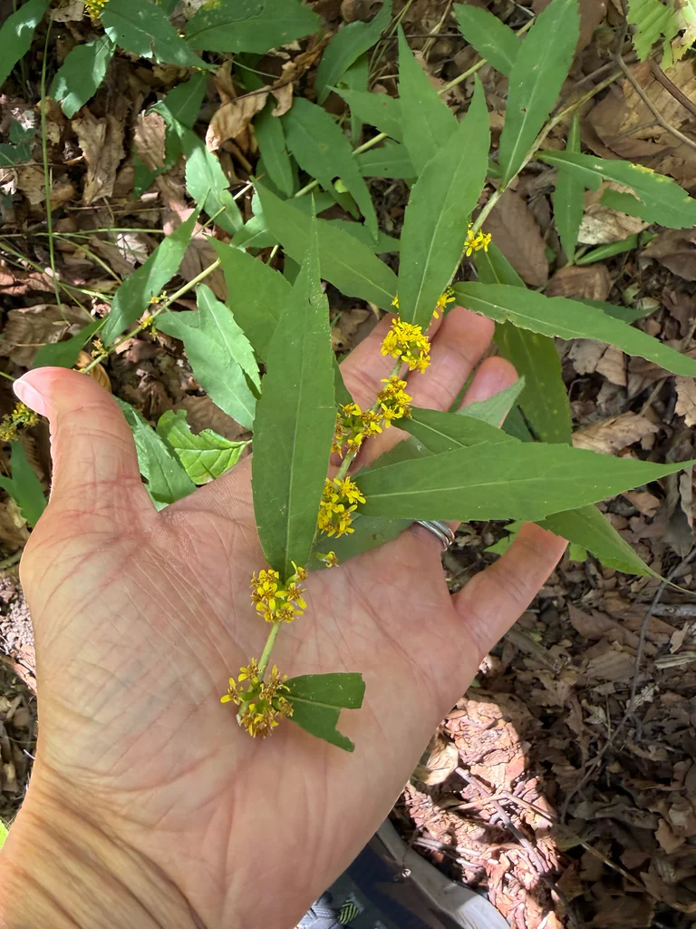 Solidago Caesia