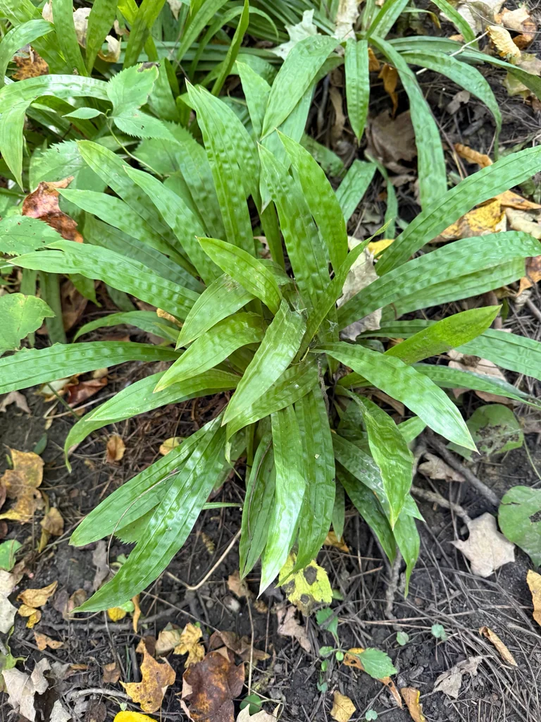 Carex plantaginea