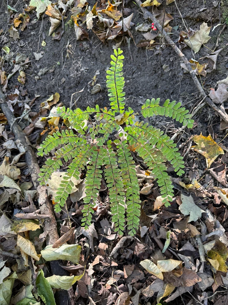Adiantum Pedatum
