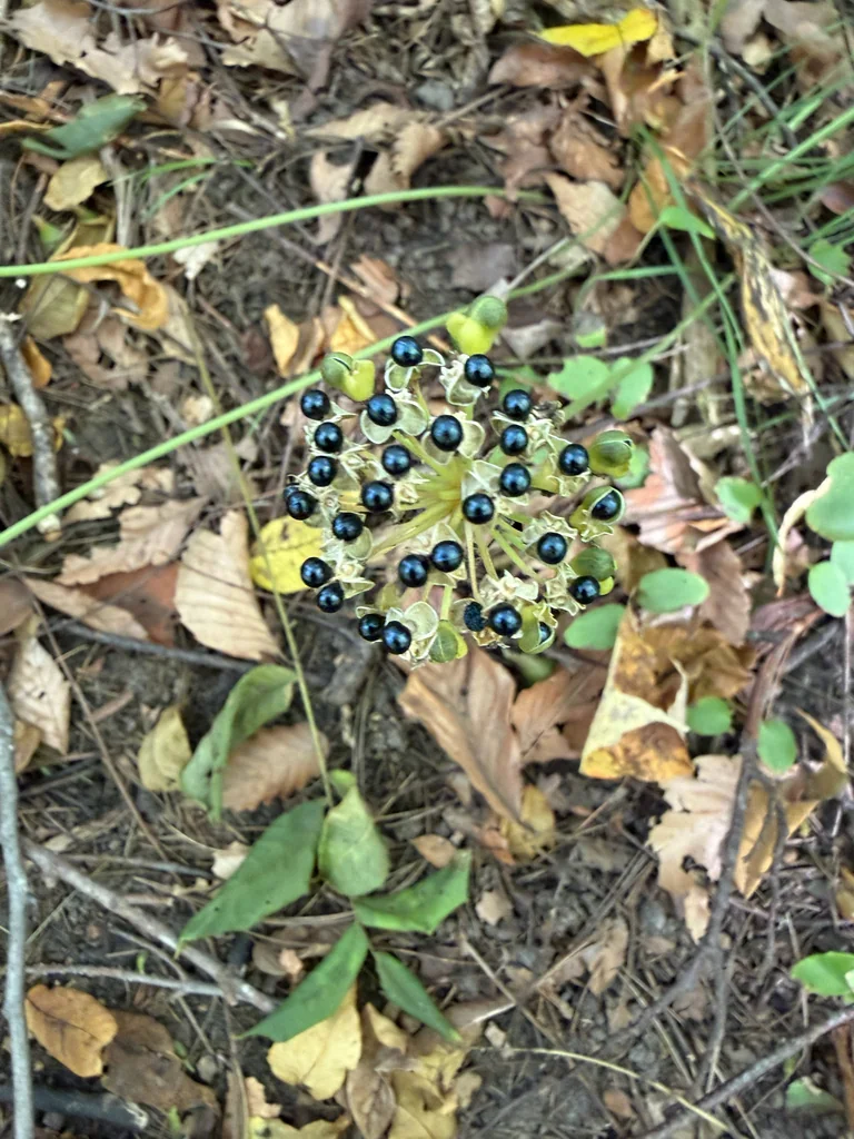 Allium Tricoccum