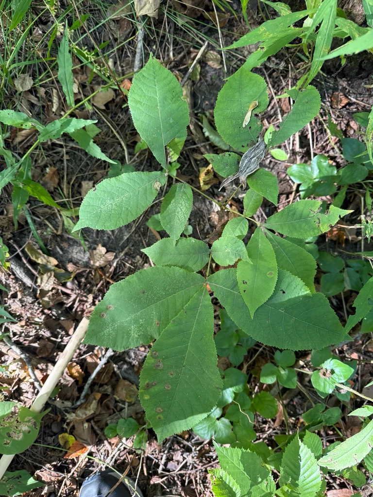 Carya Cordiformis