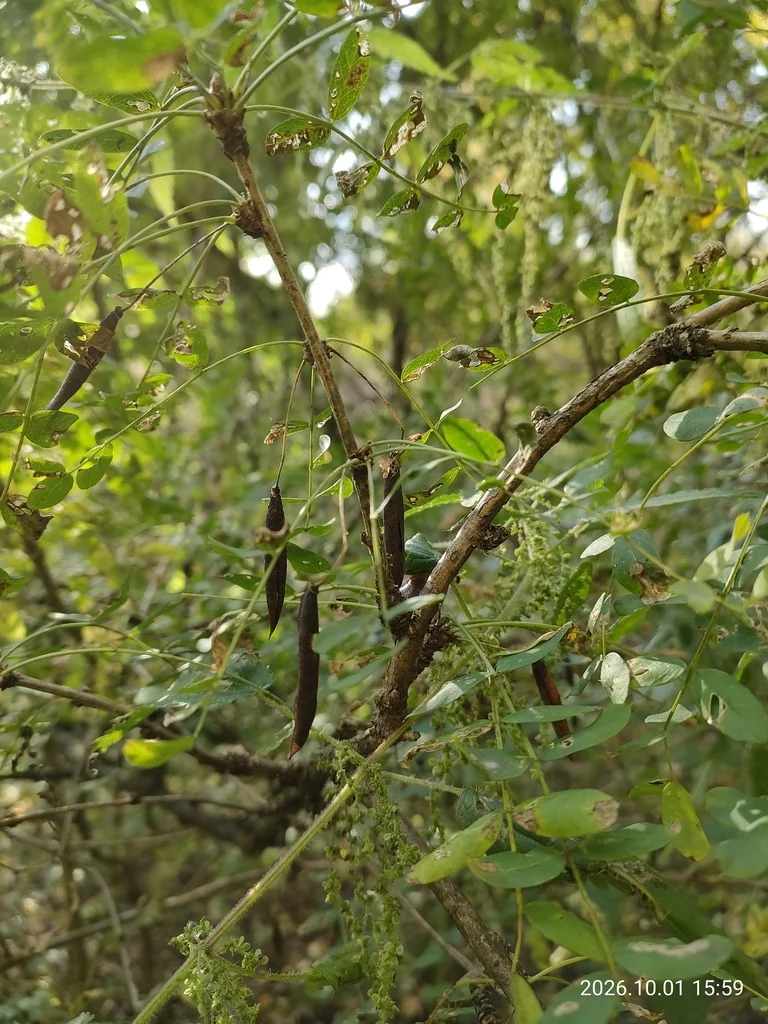 Caragana Arborescens